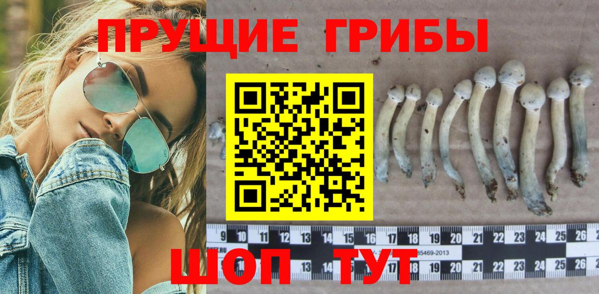 Псилоцибиновые грибы Cubensis Сланцы